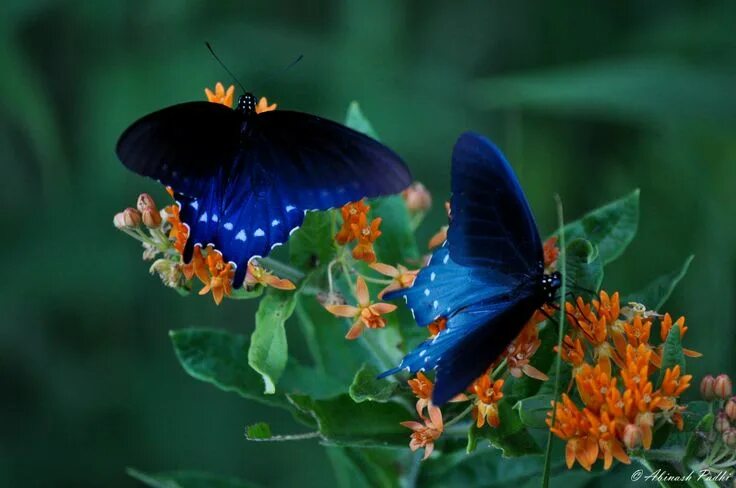 Подписать фото с бабочками Butterflies in Hobbs State Park, Arkansas State parks, Ozark national forest, Pa