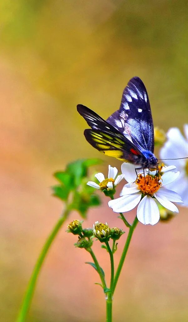 Pin by Samira on Flowers Full hd wallpaper, Butterfly on flower, Hd wallpaper