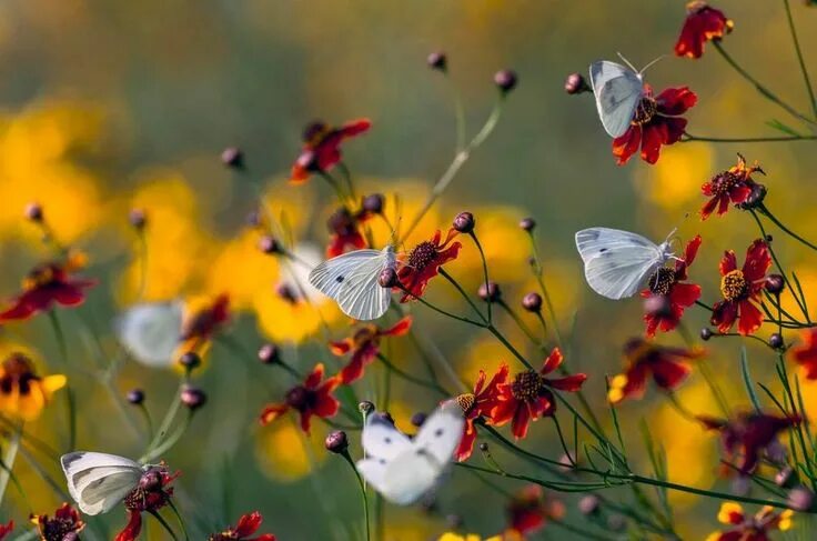 Подписать фото с бабочками Sanatın Öyküsü - Timeline Photos Cabbage butterfly, Beautiful flowers photograph