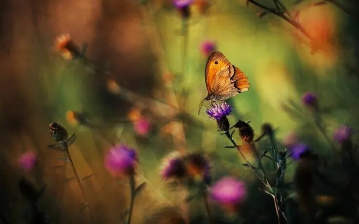 Подписать фото с бабочками Pin by Samira on Flowers Full hd wallpaper, Butterfly on flower, Hd wallpaper