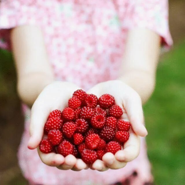 Подписать фото с малиной How to Remove the Seeds From Raspberries Raspberry plants, Raspberry bush, Growi