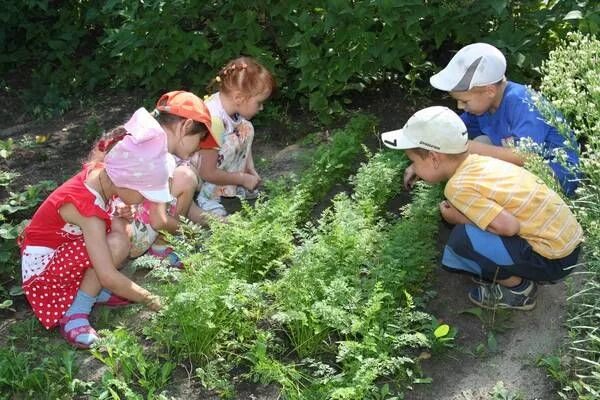 Подписать под фото труд детей на участке Проект "Мини - огород в детском саду"