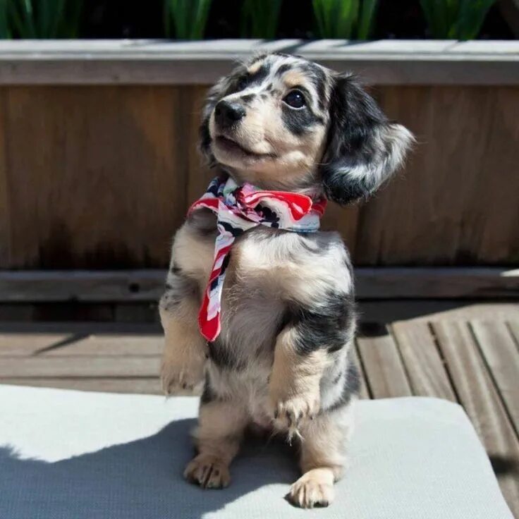 Подписать смешно фото собаки Pin by Shirley Renae Brown on Adorable Dogs Dapple dachshund, Dachshund puppies,