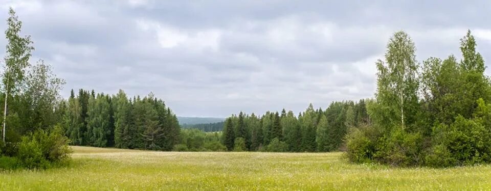 Подписи под фото лес Там, на зеленом косогоре (Алесь Красавин) / Проза.ру