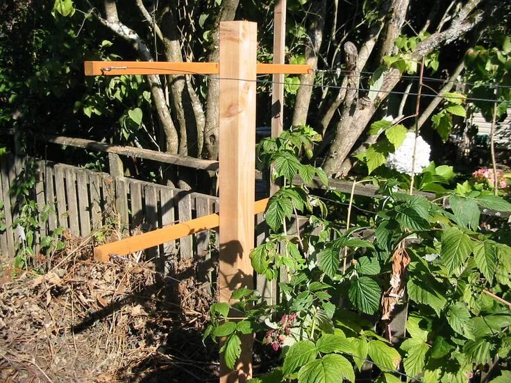 Подпорки для малины фото raspberry trellis Raspberry trellis, Growing raspberries, Organic gardening tips