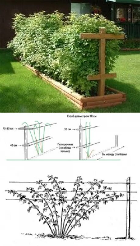 Подпорки для малины своими руками фото Как сделать шпалеру для малины своими руками: пошаговый план, схема, чертеж