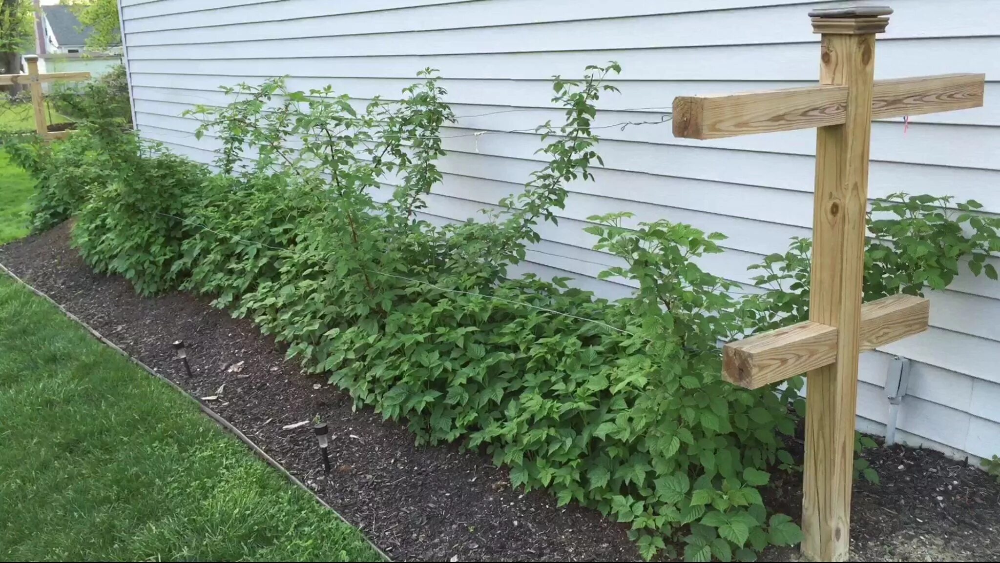 Подпорки для малины своими руками фото Raspberry Trellis for Beautiful Outdoor Gardens