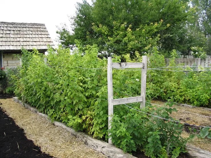 Подпорки для малины своими руками фото raspberry trellis Growing raspberries, Best garden tools, Berry garden