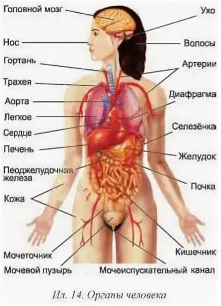 Подробное строение человека фото Картинки внешнее строение человека (44 фото)