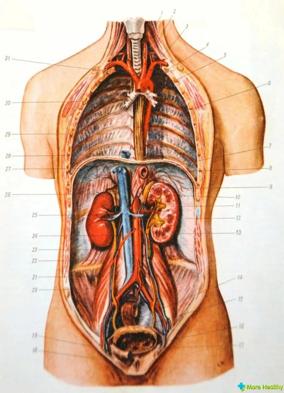 Подробное строение человека фото Строение человека (внутренние органы): фото с надписями