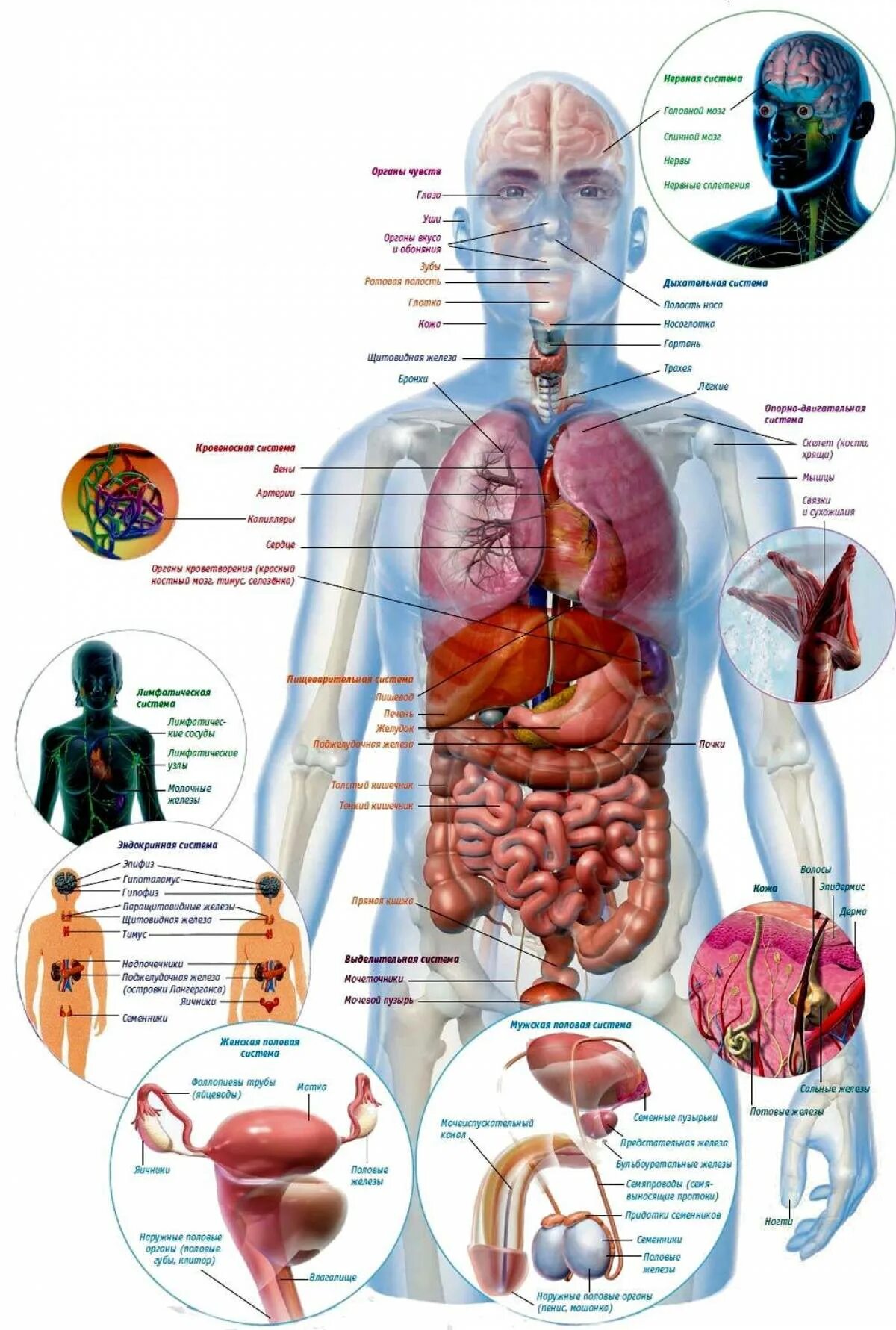 Подробное строение человека фото Картинки Внутреннее строение человека (26 шт.) - #6067