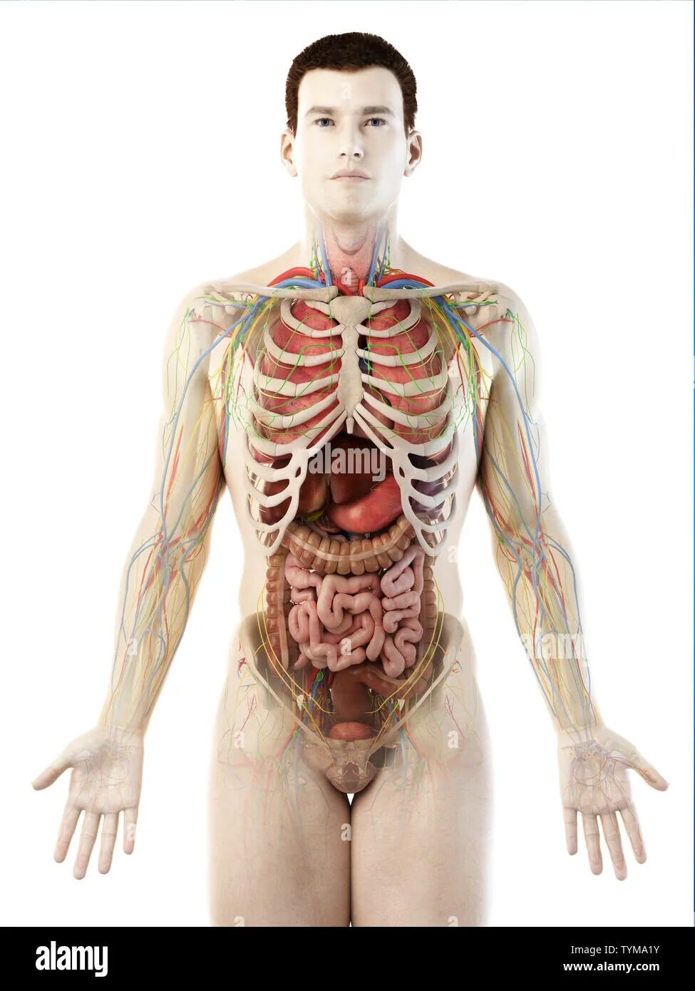 Подробное строение человека фото Human internal organs hi-res stock photography and images - Alamy