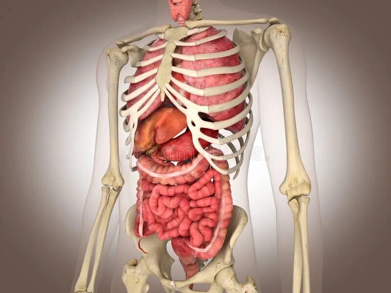 Подробное строение человека фото 3D Rendering Intestinal Internal Organ Stock Illustration - Illustration of huma