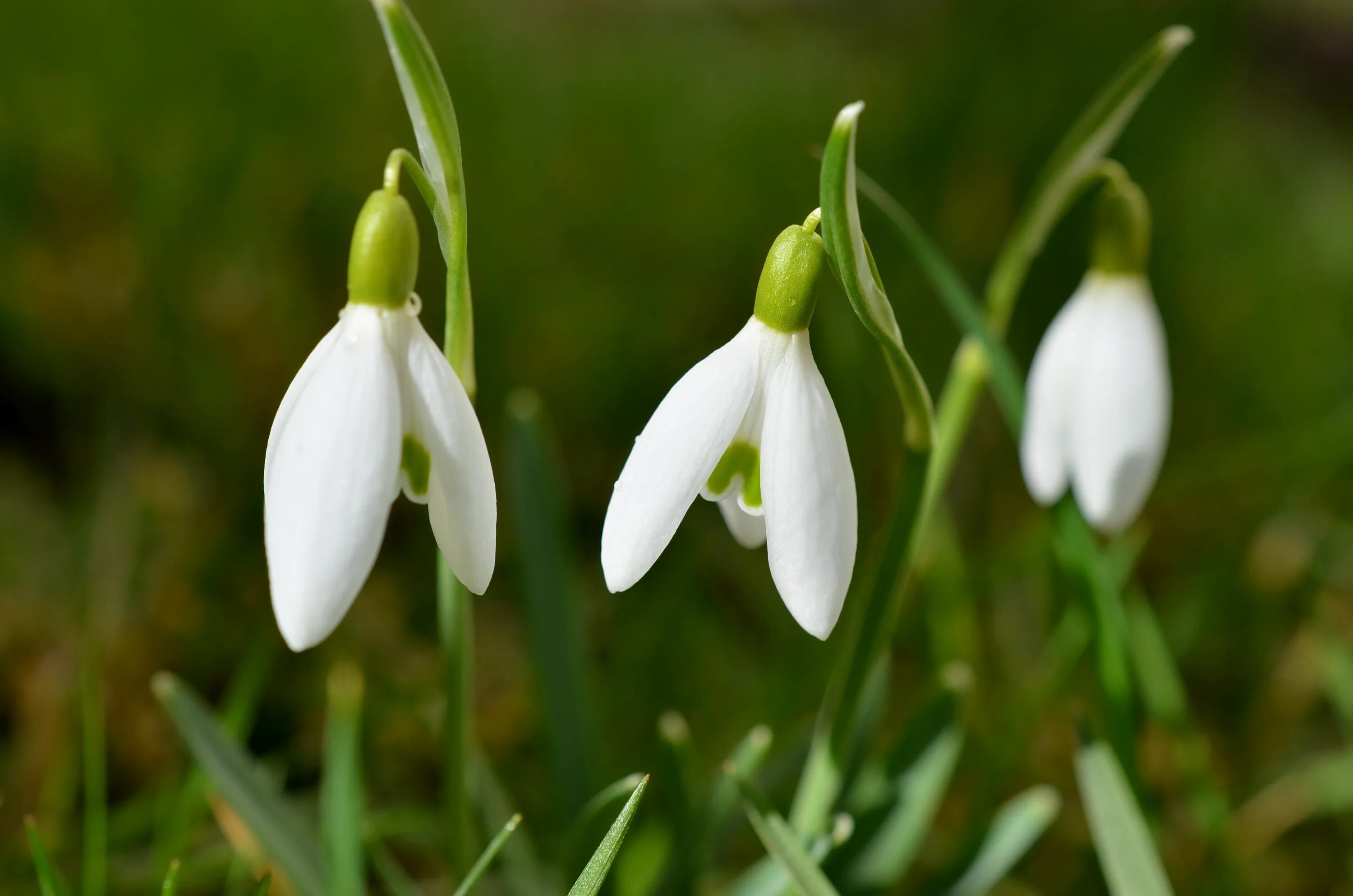 Подснежник фото цветов Galanthus (Snowdrops) - Facts, Meaning and Uses - A to Z Flowers