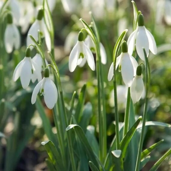 Подснежник садовый фото Snowdrop (Galanthus nivalis ) Flowers bulb Planting bulbs, Summer blooming flowe