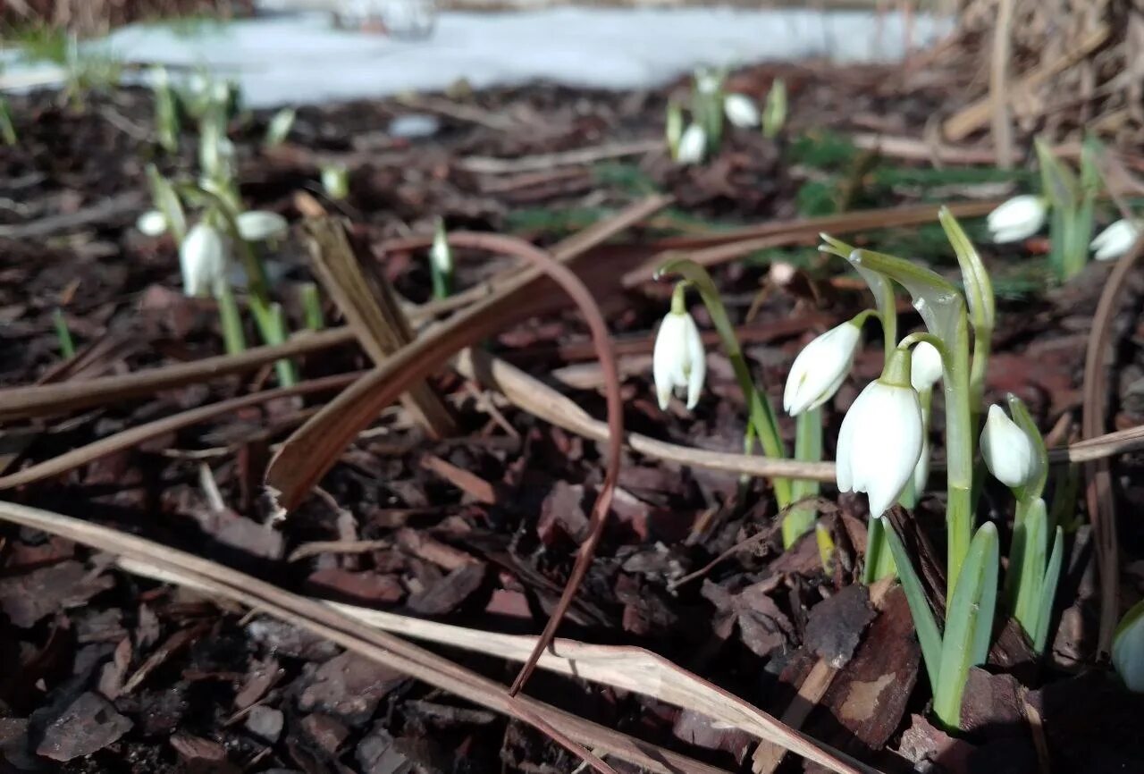 Подснежники фото настоящие в лесу In St. Petersburg, snowdrops bloomed. While St. Petersburgers overcome puddles s