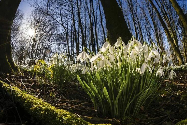 Подснежники фото настоящие в лесу Pin von Mariyam Ibrahim auf Quick Saves Natur, Krokus, Frühling