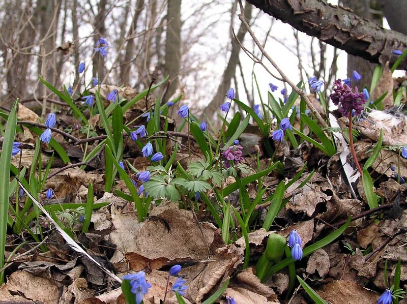 Download wallpaper leaves, macro, snowdrops, section flowers in resolution 1920x