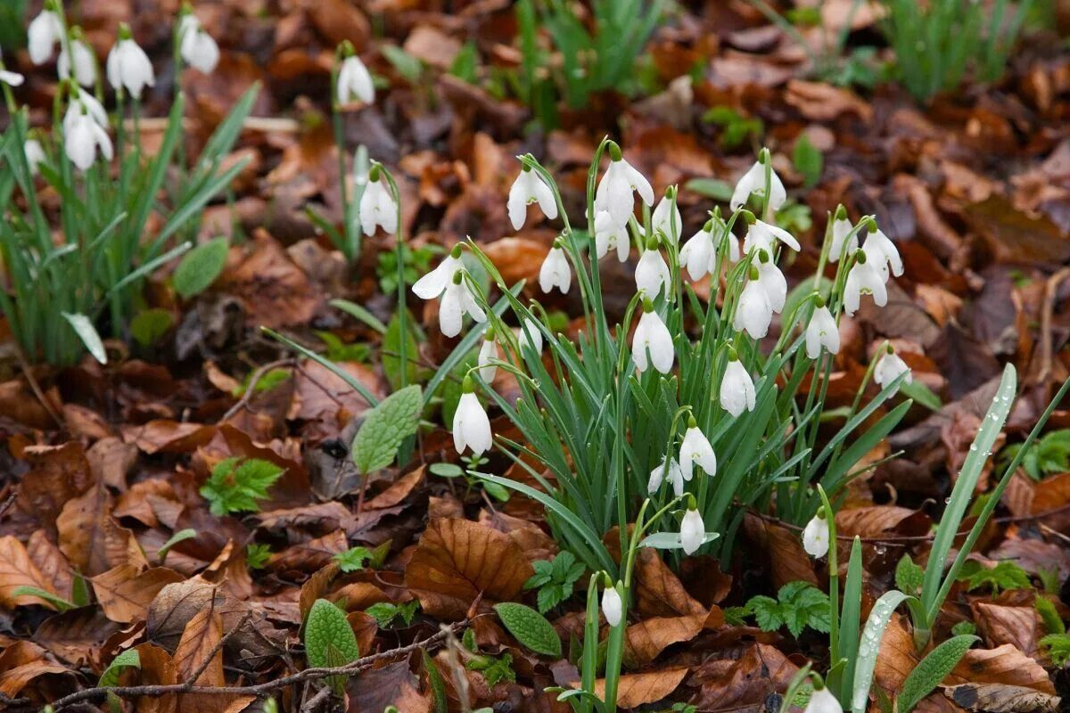 Подснежники фото настоящие в лесу Pin by Linda Mcguire on SNOWDROP *❤* Festival 2016, Festival, Scottish