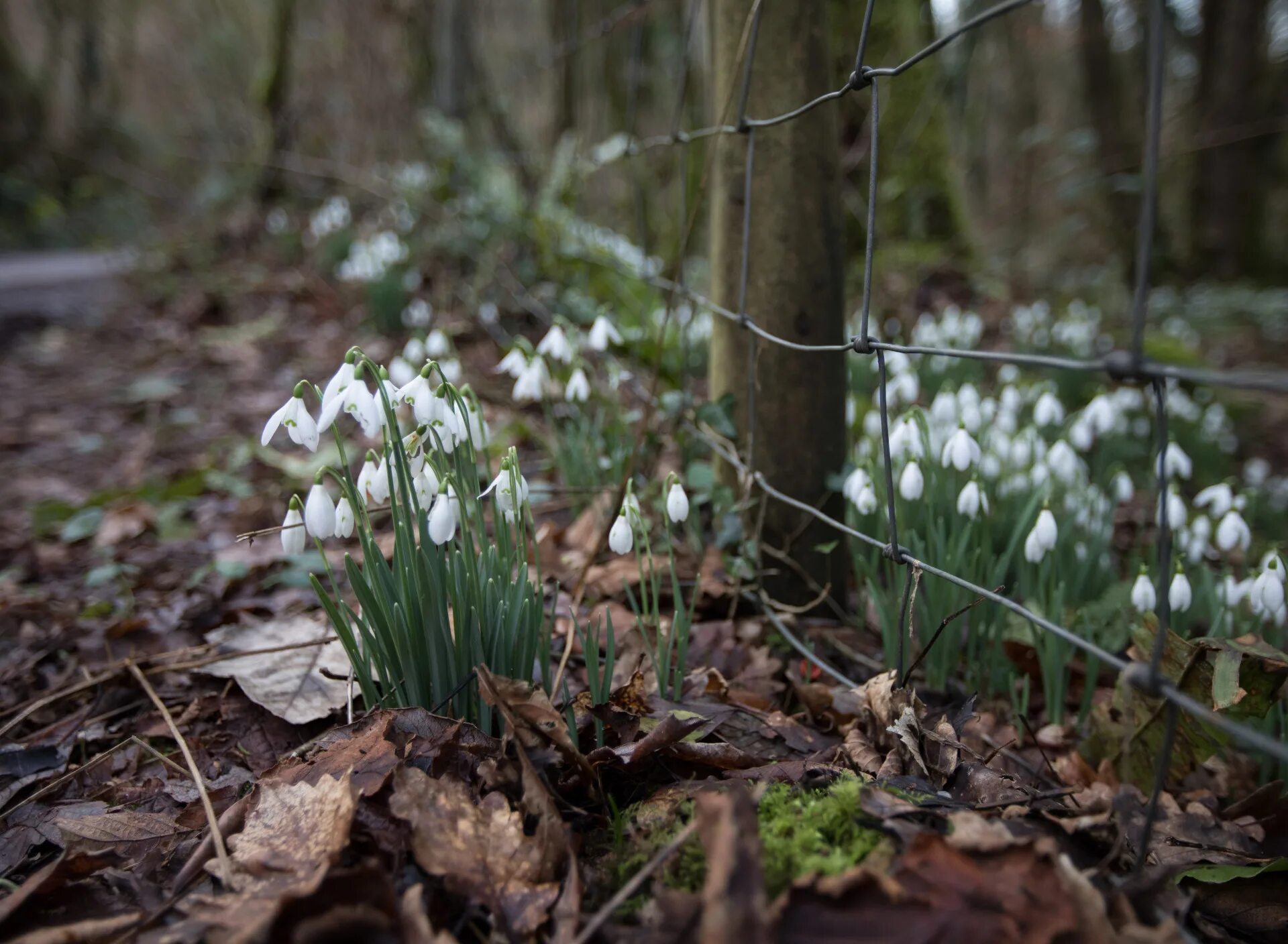 Подснежники фото настоящие в лесу Download wallpaper leaves, macro, snowdrops, section flowers in resolution 1920x