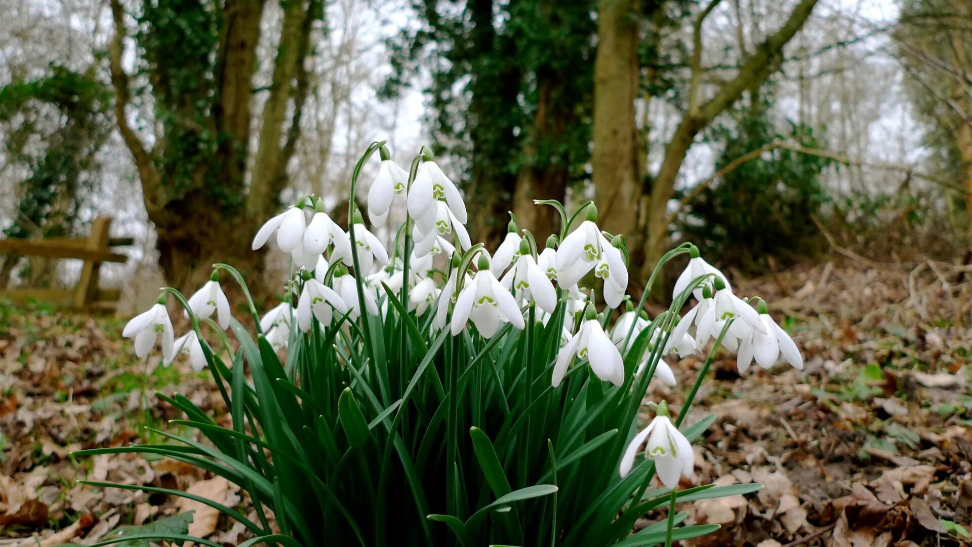 Подснежники фото в лесу весной Download wallpaper 1920x1080 snowdrops, grass, flowers, spring hd background