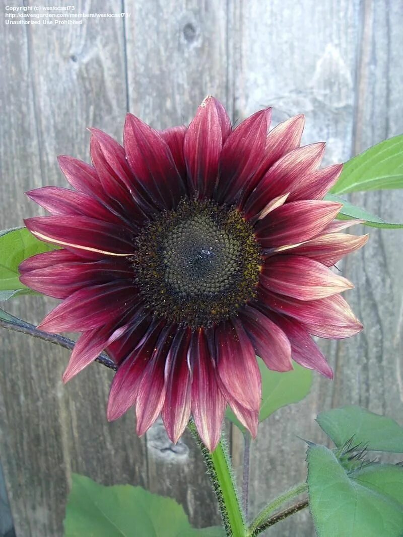 Подсолнечник малиновая королева фото Sunflower 'Ruby Eclipse' (Helianthus annuus) Pink sunflowers, Red sunflowers, Be