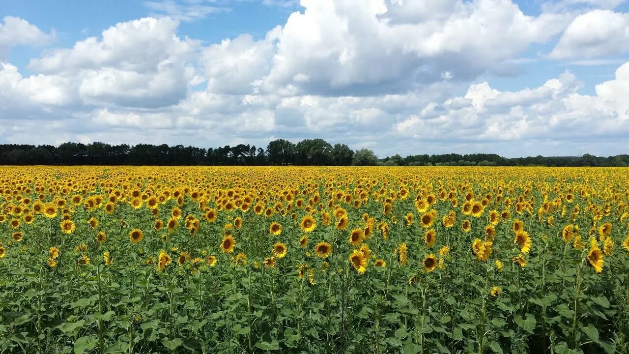 Подсолнечное поле фото Beautiful Sunflower Field Beside Mountain Duarsini ; West Bengal - YouTube