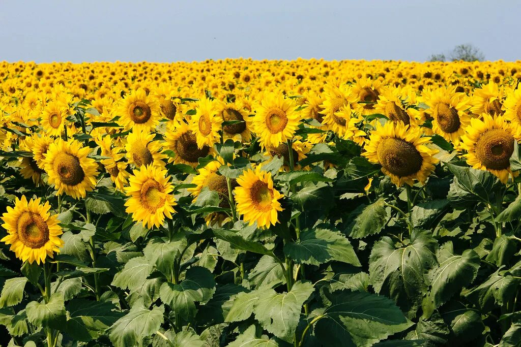 Подсолнечное поле фото Field of sunflowers in Allegan County Near Chicora, Allega. Flickr