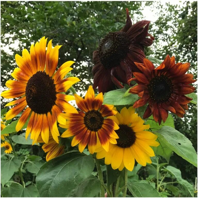 Подсолнух декоративный фото и описание Autumn beauty sunflower - Asia Seeds