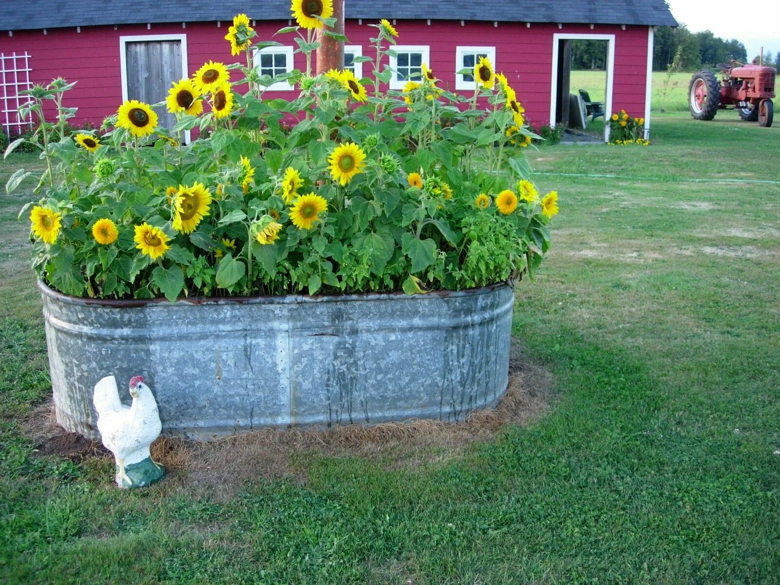 Подсолнух декоративный фото на клумбе And now, a much smaller building at Red Gate Farm Garden front of house, Garden 