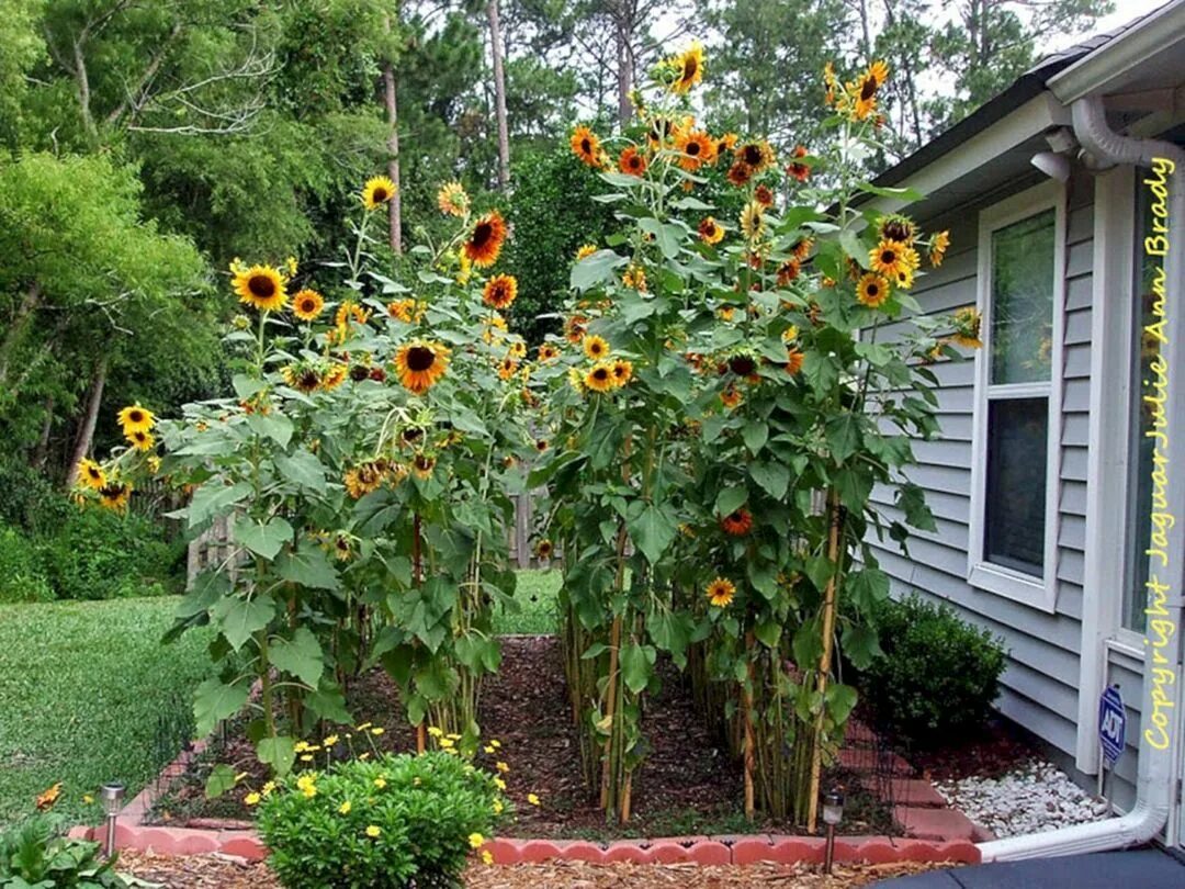 Подсолнух декоративный фото на клумбе Incredible 5 Sun Flower Garden Design Ideas Outdoor Spaces