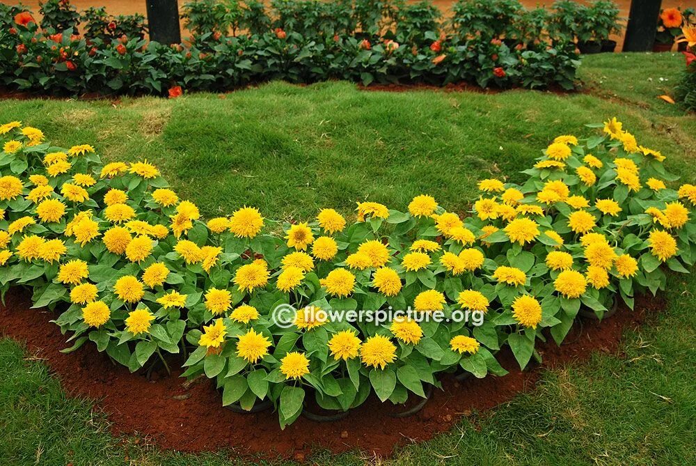 Подсолнух декоративный медвежонок фото на клумбе Bangalore Lalbagh Flower Show 2015-Independence day Photos Gallery 1 Garden flow