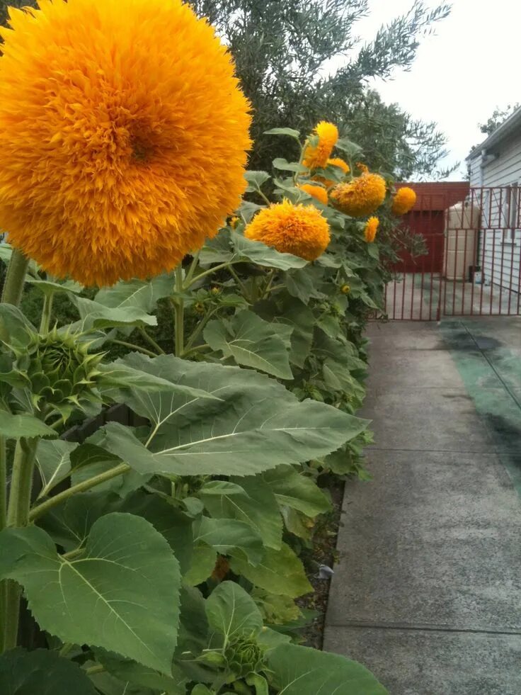 Подсолнух декоративный медвежонок фото на клумбе Row of Teddybear Sunflower Garden seeds, Sunflower garden, Summer garden