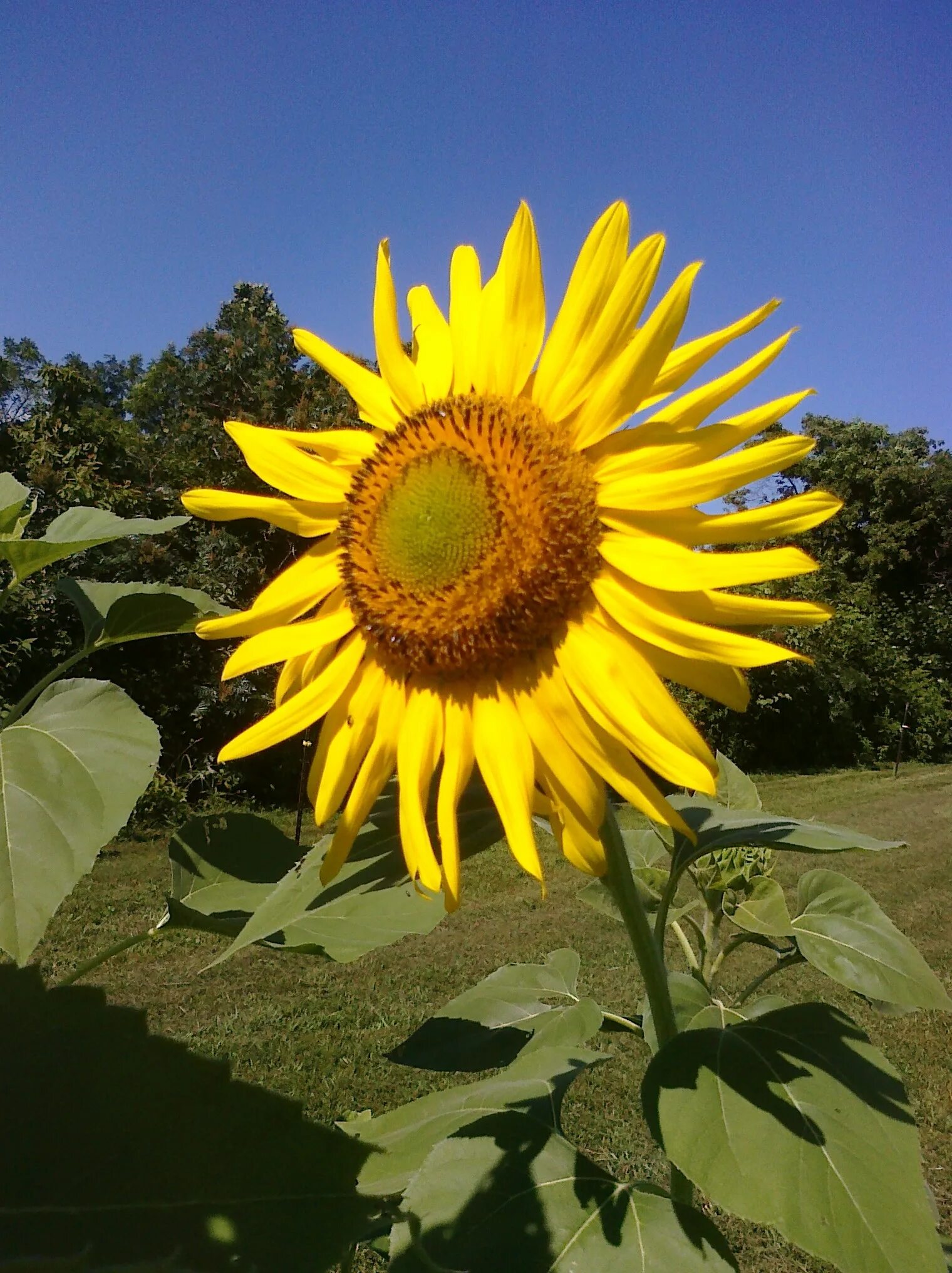 Подсолнух фото цветов Sunflower on a stalk on a clear sunny day free image download