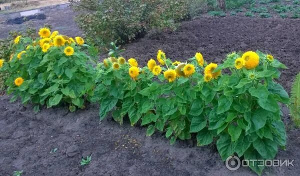 Подсолнух медвежонок фото на клумбе Отзыв о Декоративный подсолнух "Медвежонок" Очень классно смотрится