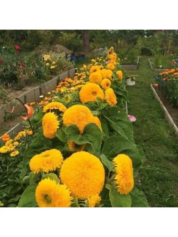 Подсолнух медвежонок фото на клумбе Купить Семена Подсолух астровый (лат. Helianthus) в интернет-магазине Exotic-TM