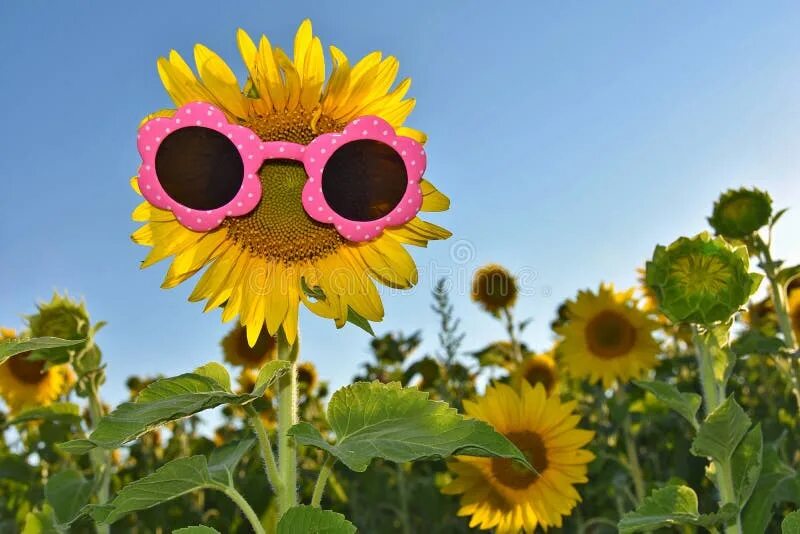 Подсолнух в очках фото Sunflower Wearing Sunglasses Stock Photo - Image of fashion, flower: 57342022