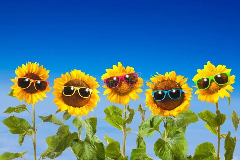 Подсолнух в очках фото Yellow Sunflowers Sun Glasses Blue Sky Stock Photos - Free & Royalty-Free Stock 