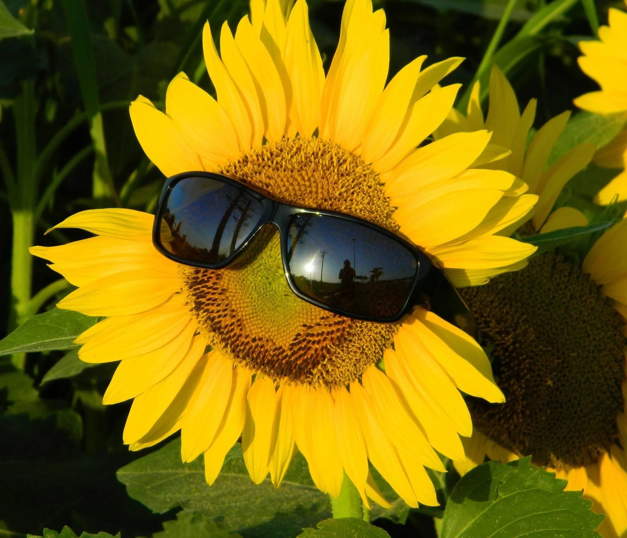 Подсолнух в очках фото Disfrutar la vida Sunflower, Sunflowers and daisies, Pretty flowers