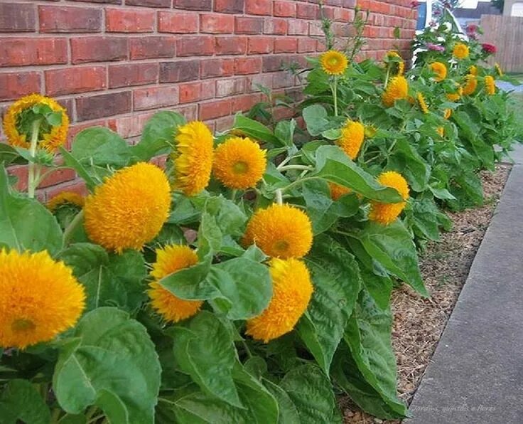 Подсолнухи декоративные низкорослые фото Girassol Teddy Bear Plants, Dwarf sunflowers, Flower seeds