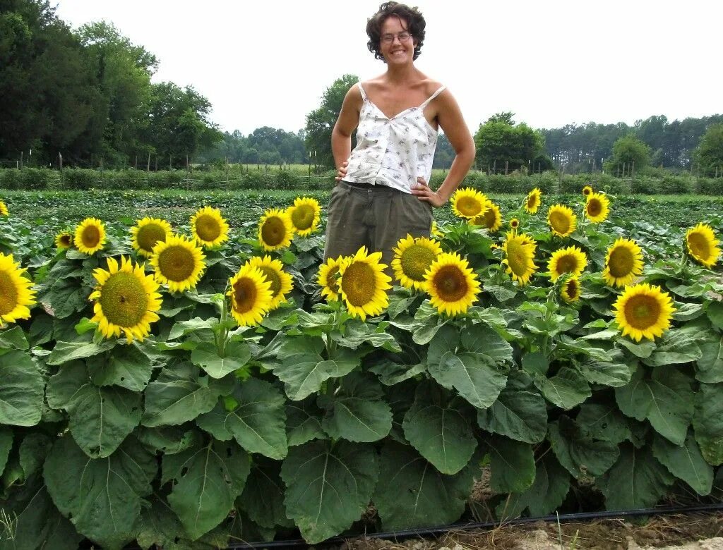 Подсолнухи декоративные низкорослые фото Dwarf Sunflower Dwarf sunflowers, Garden seeds, Organic seeds