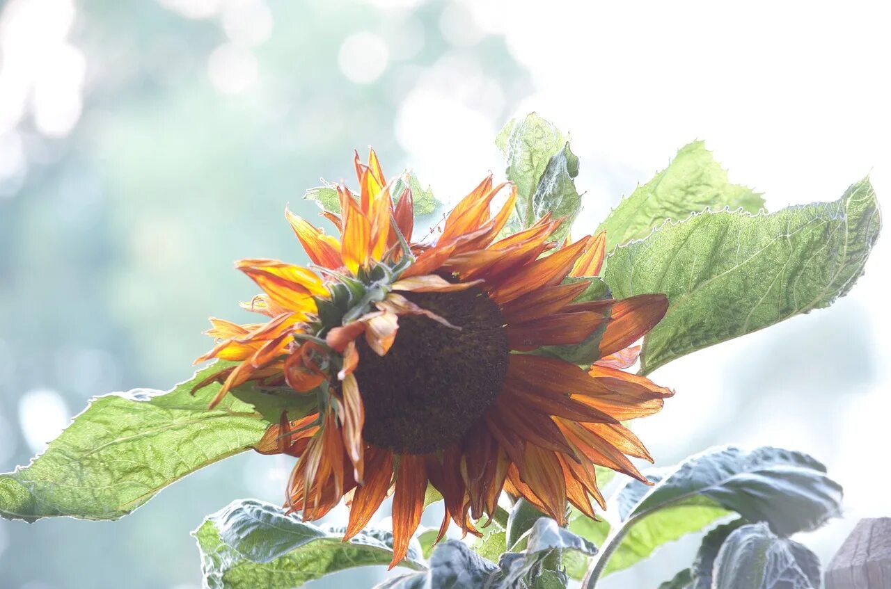 Подсолнухи осенью фото Sunflower, fall, orange, garden, green - free image from needpix.com