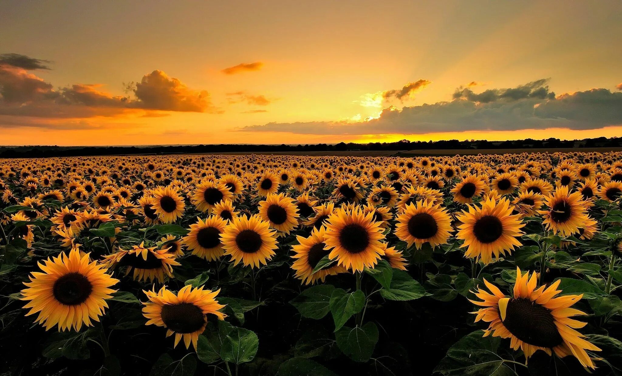 Подсолнухи ул мира 37б фото Sunflower Wallpaper Desktop HD - Free Large Images Sunflower wallpaper hd, Field