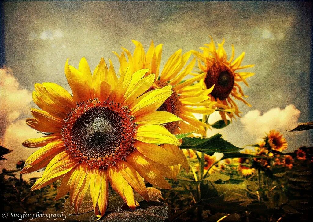 Подсолнухи ул мира 37б фото Sunflowers Have a good week dear friends! Textures for kin. Flickr