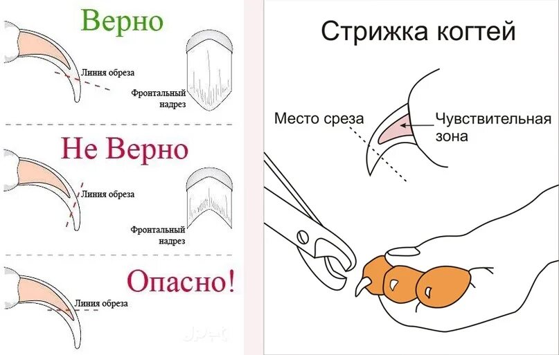 Подстричь когти кошке фото Как правильно подстричь когти кошке в домашних условиях - SUPERPET