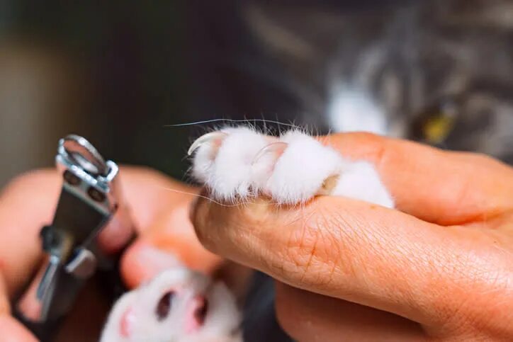 Подстричь когти кошке фото How to Trim Cat Nails: Vets Reveal the Secrets to Make It Stress-Free for Everyo