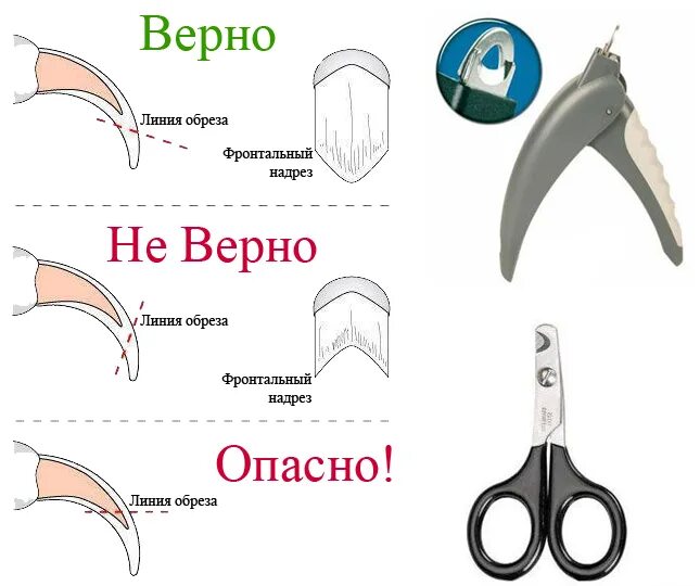 Подстричь когти кошке фото Как правильно стричь когти кошке