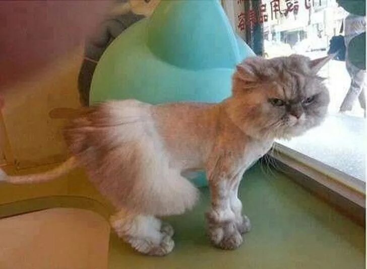 Подстриженная кошка фото 17 Times Pet Haircuts Went So Wrong, It’s Hilarious Animal pictures, Funny anima