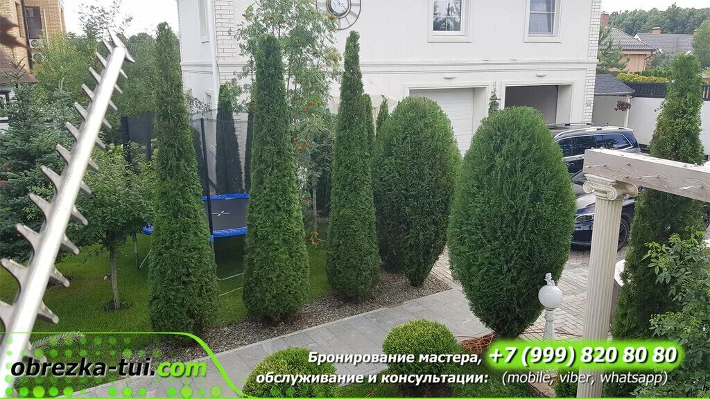 Подстриженная туя фото Garden Academy, garden center, Russia, Krasnogorsk, bulvar Kosmonavtov, 4 - Yand