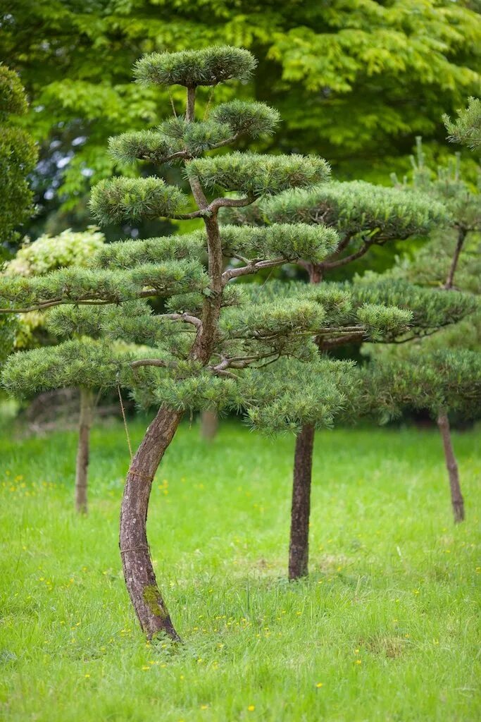 Подстриженные сосны фото A field, somewhere. Topiary garden, Conifers garden, Japan garden